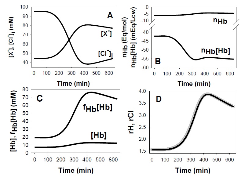 Predicted effects of macromolecular concentration changes on cell Cl-, H+ and osmolarity.