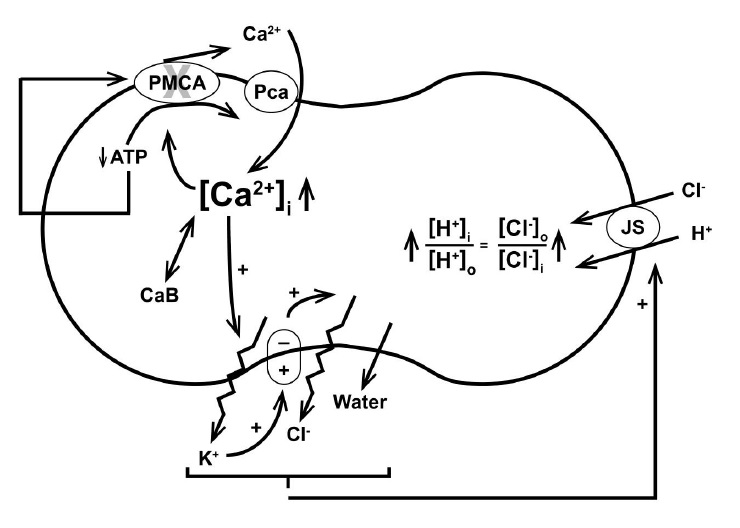 Illustration of the sequence of effects triggered by the Gardos effect, leading from ATP depletion to cell dehydration and acidification. CaB: buffered calcium. Bottom oval: membrane potential, Em. Full description in the text.