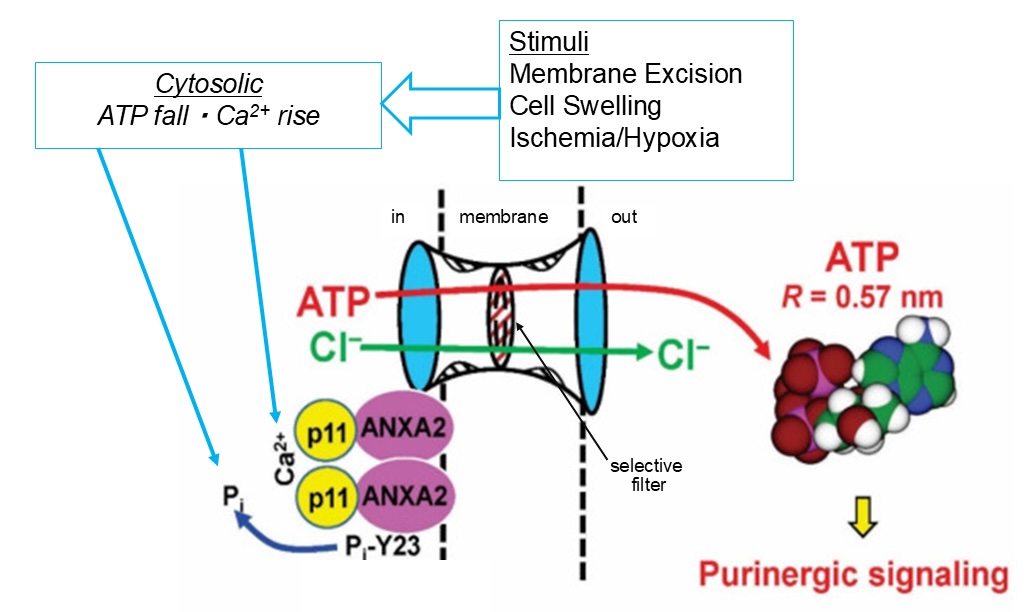 Fig. 3. SLCO2A1 as PG transporter. Four residues serving as disease-related mutants of SLCO2A1 are included. A) Rat SLCO2A1, which consists of 12 transmembrane domains, mediates 1:2 exchange transport (antiport) of one monovalent anion, PGE2, with two monovalent counter anions, mainly lactate. (modified from [62]). B) Function of human/mouse SLCO2A1 as PGT through the physical interaction with ANXA2 that confers protein tyrosine dephosphorylation dependence on this transporter. (modified from [3]).