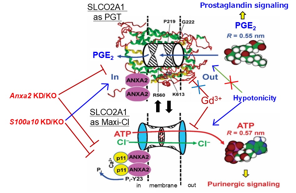 Fig. 4. SLCO2A1 as ATP-releasing Maxi-Cl channel. The ANXA2-p11 (S100A10) complex physically interacts with SLCO2A1, thereby forming a hetero-tetramer. Both Ca2+ binding to this hetero-tetramer (either at p11 or ANXA2), triggered by cytosolic Ca2+ rise, and dephosphorylation (at Tyr23 residue) of ANXA2 facilitated by cytosolic ATP fall are prerequisite events for channel activation in response to membrane excision, cell swelling, or ischemia/hypoxia. The channel pore has wide vestibules (the radii of the outer one of 1.42 nm and the inner one of 1.16 nm) and a narrow selectivity filter (the radius of 0.55～0.75 nm), both of which are larger than the radius of ATP. (modified from [3]).